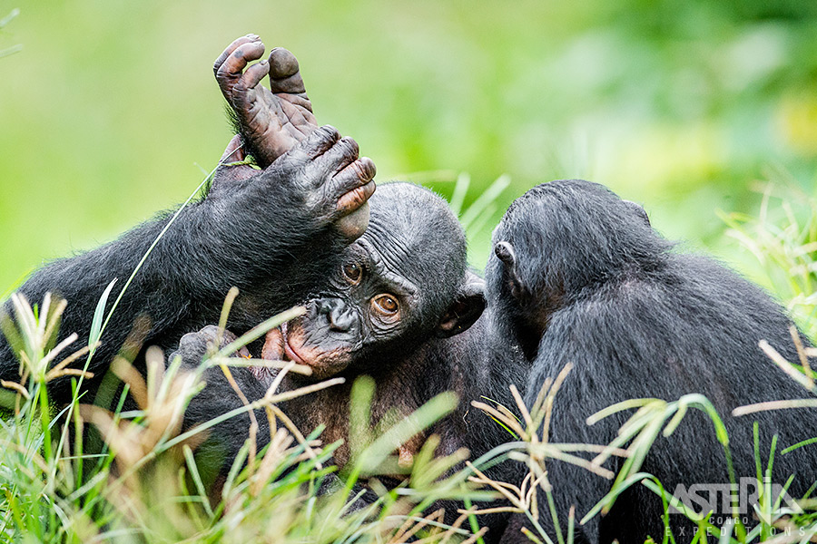 Bonobo's hebben 98% identieke genen als mensen en gelijken dan ook in vele opzichten erg goed op ons