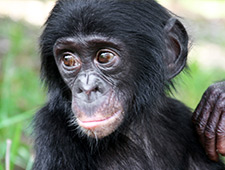 Bonobo's delen meer dan 98% van hun DNA met de mens.