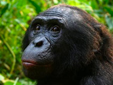 We brengen een bezoek aan de bonobo's, die in veel opzichten op mensen lijken
