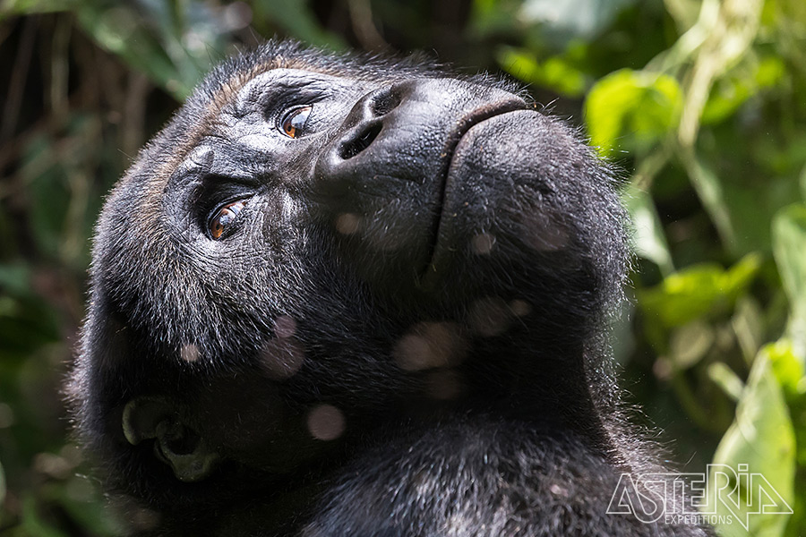 Laaglandgorilla's hebben een kortere vacht en meestal bruin haar boven op hun hoofd