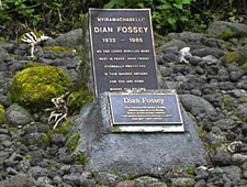 In het Volcanoes Nationaal Park vindt u ook het graf van Dian Fossey, die er als eerste de berggorilla's bestudeerde