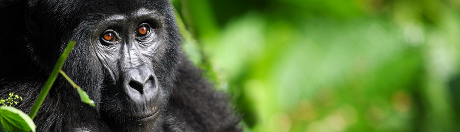 Gorilla trekking in Rwanda & RD Congo | 12 dagen