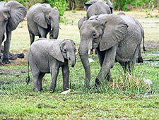 Natuurobservatie in Sangha Bay 